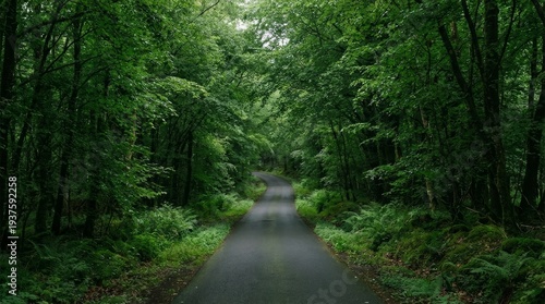 Winding Road Through Lush Green Forest With Dense Foliage And Overhanging Tree Canopy