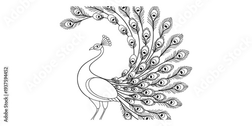 Peacock spreading colorful feathers, majestic bird in full display, elegant plumage