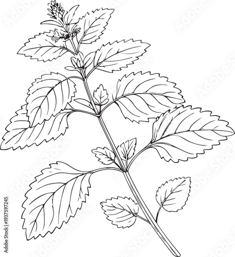 Catnip Hand-drawn Sketch Drawing Vector Illustration, Line Linear Symbol Black and White Engraving, Isolated