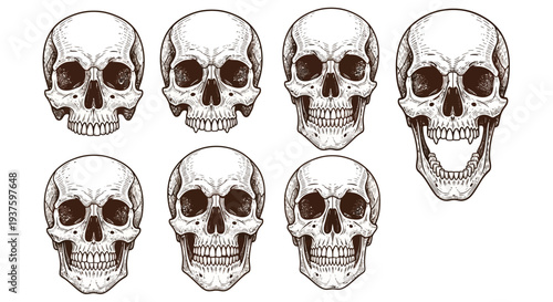 Collection of human skull illustrations in various orientations.