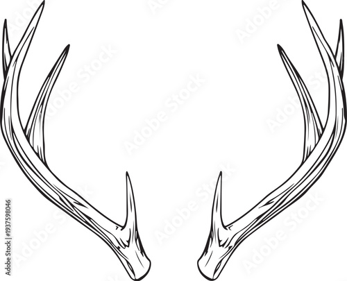 Deer horns separate Hand-drawn Sketch Drawing Vector Illustration, Line Linear Symbol Black and White Engraving, Isolated