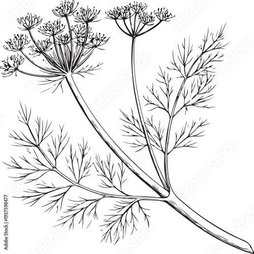 Fennel fronds Hand-drawn Sketch Drawing Vector Illustration, Line Linear Symbol Black and White Engraving, Isolated