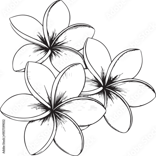 Frangipani flowers Hand-drawn Sketch Drawing Vector Illustration, Line Linear Symbol Black and White Engraving, Isolated