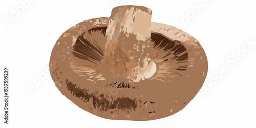 Illustration of a mushroom underside featuring detailed gills and stem