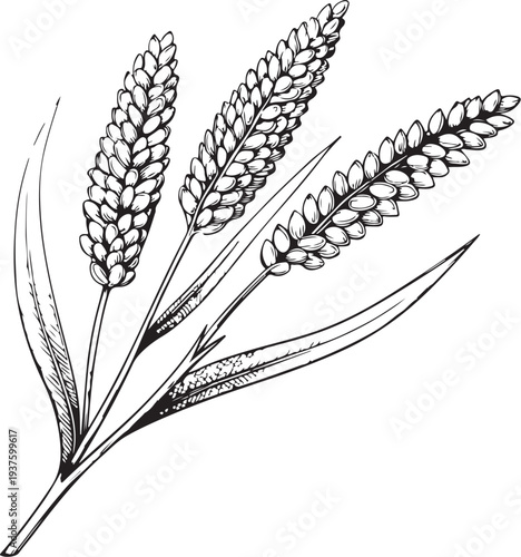 Millet Hand-drawn Sketch Drawing Vector Illustration, Line Linear Symbol Black and White Engraving, Isolated