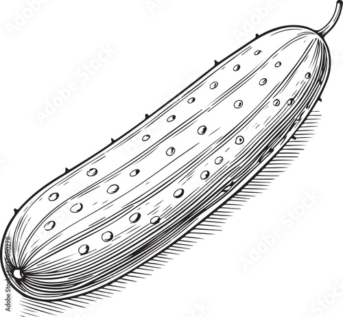 Pickle Cucumber Hand-drawn Sketch Drawing Vector Illustration, Line Linear Symbol Black and White Engraving, Isolated
