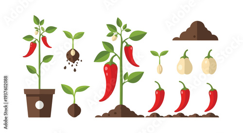Vector illustration showing the growth stages of chili pepper plants from seeds to mature plants with red peppers in soil and a pot against a clean white background.