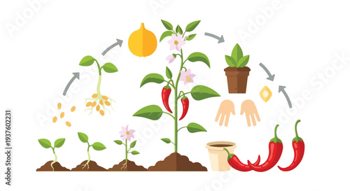 Vector illustration of a chili pepper plant's growth cycle from seed to harvest with hands planting and nurturing, against a clean white background with a vibrant and informative mood.