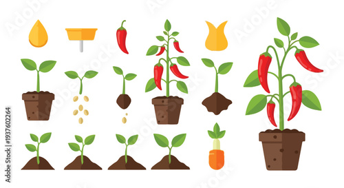 Vector illustration of a chili pepper plant growth stages with potted plants and gardening tools on a white background