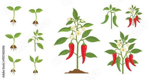 Vector illustration of chili pepper plants in various stages of growth on a white background with green leaves and red peppers.