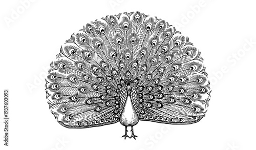 Vintage engraving peacock vector illustration with fully spread decorative tail feathers antique line art isolated on white background