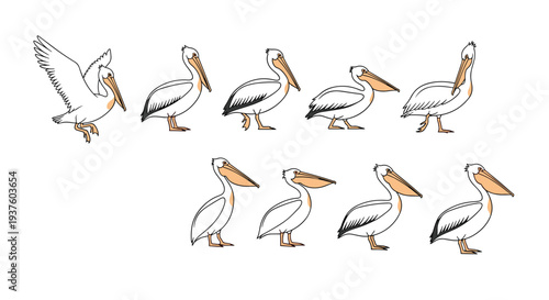 Extensive collection of ten dynamic pelican illustrations captured in various natural poses, rendered in a clean line art style with distinctive orange beaks, ideal for wildlife projects.