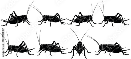 Cricket insect silhouette collection showing different grasshopper like field crickets with long antennae detailed bug anatomy wildlife vector illustration set isolated