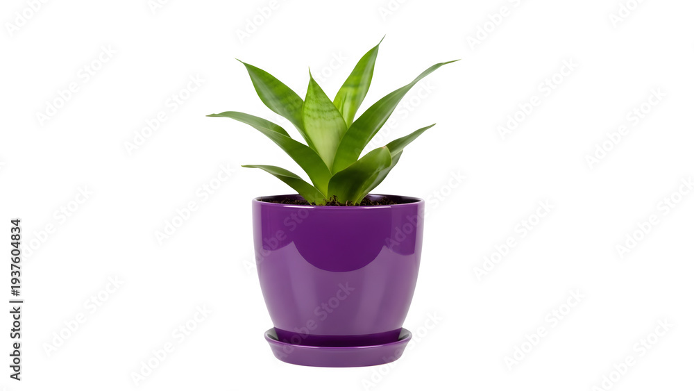 Fototapeta premium Vibrant green plant in modern purple pot isolated