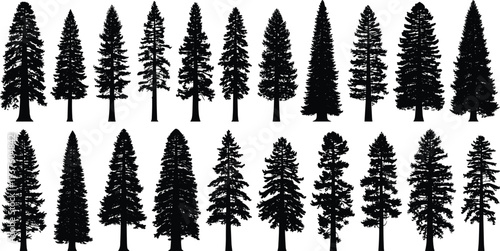 Black Pine Tree Silhouettes Collection Featuring Conifer Fir Spruce and Cedar Evergreen Forest Elements for Nature Graphic Design and Vector Art