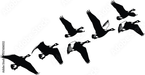 Black silhouette of a flock of geese flying in formation against a white background for wildlife migration and nature illustrations,
