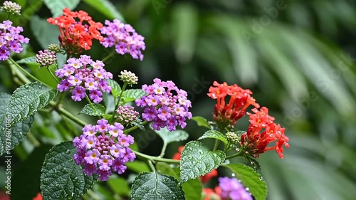 Vibrant Lantana Flowers Blooming in Lush Greenery CloseUp.