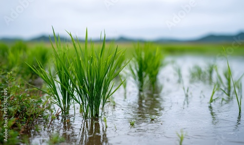 rice seedlings in the rice field, neatly arranged and growing well, with green leaves that have just sprouted