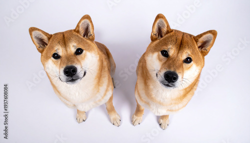 柴犬 日本犬 忠実 凝視 期待 相棒 ぬくもり 俯瞰 対称 秩序 信頼 無垢 家族 散歩 陽だまり 質感 均衡 親密 純粋 永遠