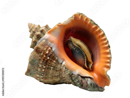 Natural sea shell with intricate spiral texture and vibrant orange interior, captured in sharp focus and isolated on a pristine white background, highlighting organic beauty
