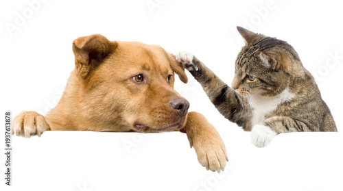 png image of a brown dog and a tabby cat interacting closely on a transparent background, showing a gentle touch between the two pets.
