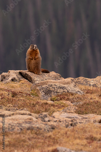 Yellow-bellied Marmot in the tundra at high elevation in Rocky Mountain national park in Colorado