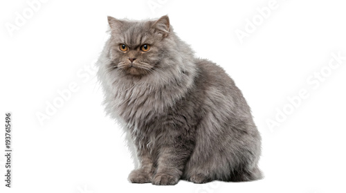 Fotografie grumpy persian cat wearing a santa hat, isolated on a clean white background, perfect for christmas marketing and holiday greetings