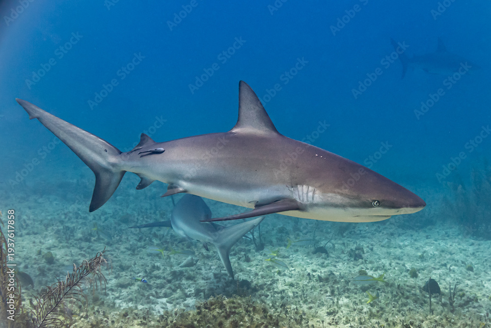 Obraz premium Caribbean reef sharks swimming over reef in tropical ocean