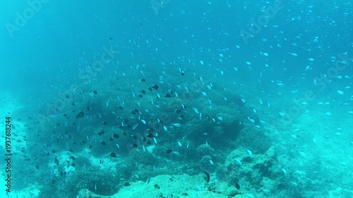 沖縄県　伊平屋島　サンゴと熱帯魚
