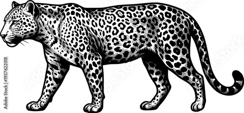 Silhouette of a leopard vector
