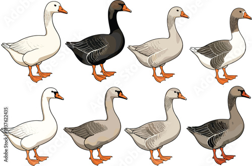 Cartoon geese illustration featuring multiple breeds with varied plumage colors, educational artwork for animal identification, wildlife learning, farm graphics, and decorative nature design projects