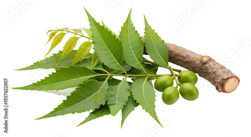 Fresh Neem Leaves with Green Fruits.