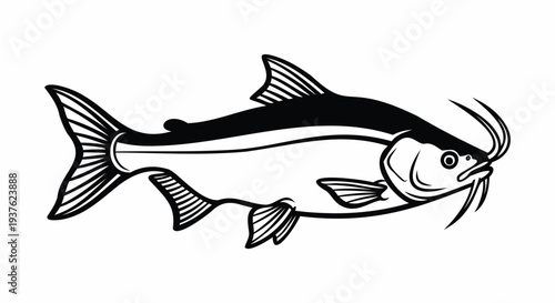 Black and white illustration of a catfish with whiskers