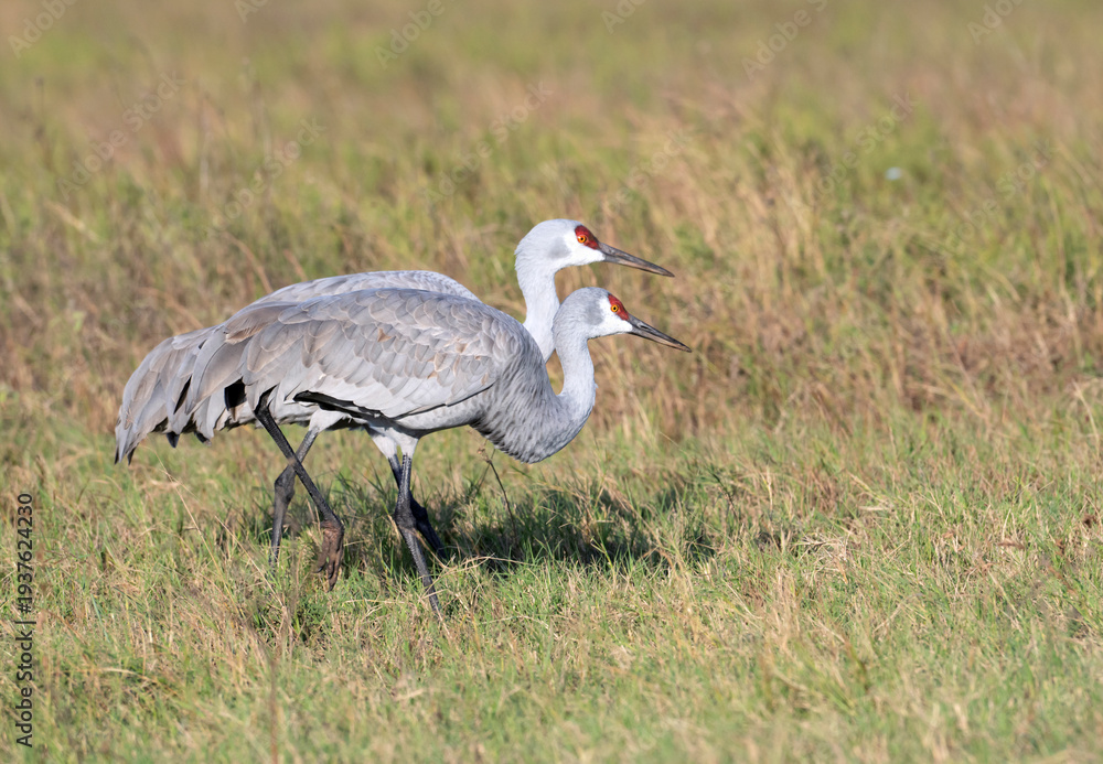 Obraz premium Sandhill Cranes (Antigone canadensis) Grazing in a Pasture, Texas, USA