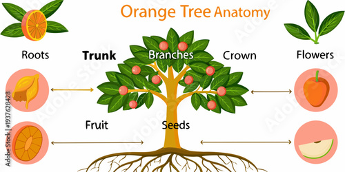 Anatomy of an orange tree with labeled parts and fruit illustrations