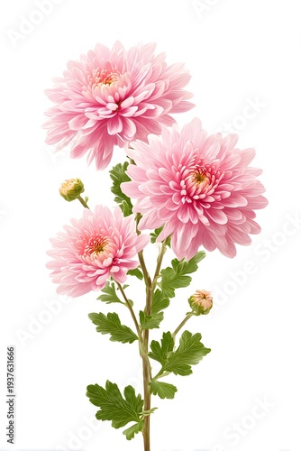 pink Chrysanthemum flower 