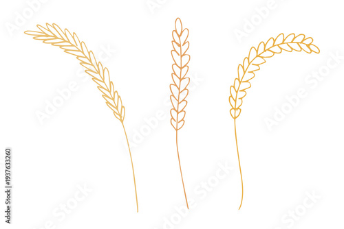Set of hand drawn cereal wheat oat rye barley rice ears spikelet clipart Organic wheat bread agriculture farming harvest healthy food Single element for design print packaging label decor