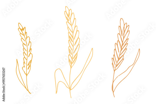 Set of hand drawn cereal wheat oat rye barley rice ears spikelet clipart Organic wheat bread agriculture farming harvest healthy food Single element for design print packaging label decor