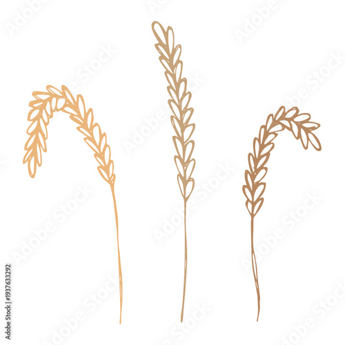 Set of hand drawn cereal wheat oat rye barley rice ears spikelet clipart Organic wheat bread agriculture farming harvest healthy food Single element for design print packaging label decor