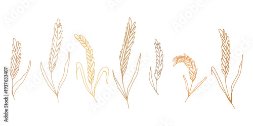 Set of hand drawn cereal wheat oat rye barley rice ears spikelet clipart Organic wheat bread agriculture farming harvest healthy food Single element for design print packaging label decor