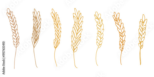 Set of hand drawn cereal wheat oat rye barley rice ears spikelet clipart Organic wheat bread agriculture farming harvest healthy food Single element for design print packaging label decor