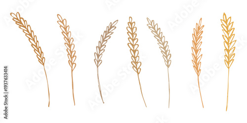 Set of hand drawn cereal wheat oat rye barley rice ears spikelet clipart Organic wheat bread agriculture farming harvest healthy food Single element for design print packaging label decor