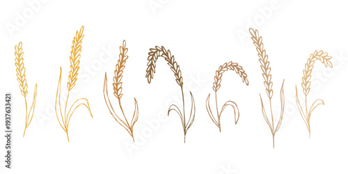 Set of hand drawn cereal wheat oat rye barley rice ears spikelet clipart Organic wheat bread agriculture farming harvest healthy food Single element for design print packaging label decor