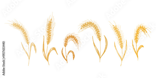 Set of hand drawn cereal wheat oat rye barley rice ears spikelet clipart Organic wheat bread agriculture farming harvest healthy food Single element for design print packaging label decor
