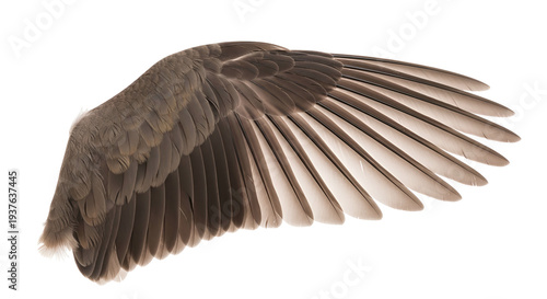 Close-up of a bird wing in flight.