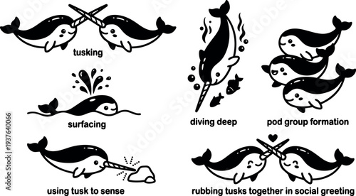 Line art view narwhal icons showing tusking surfacing diving deep pod formation using tusk to sense social rubbing tusks greeting