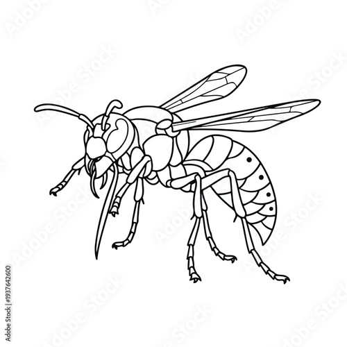 Detailed black and white line drawing of a wasp with large wings