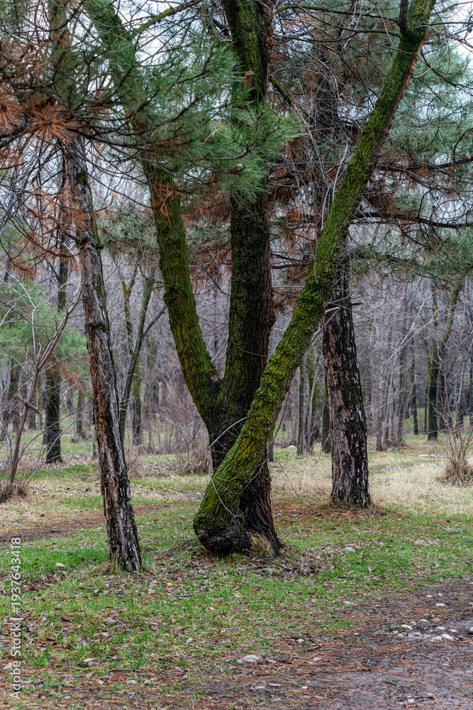 Fototapeta premium Unique pine tree with multiple trunks intertwined at the base, covered in green moss in a spring forest. Unusual mossy pine tree with split trunks in a park environment.