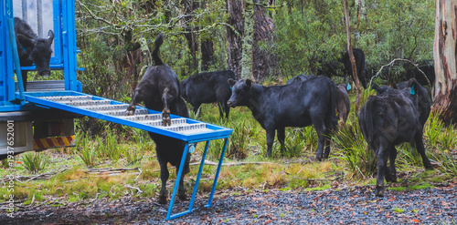 Angus calves stepping off livestock ramp into paddock on cattle farm
