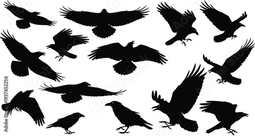 Crow and raven bird silhouette collection, flying landing standing poses, black bird wildlife illustration set isolated background